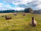 The llamas
