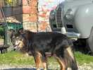 Lovely farm dog