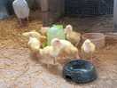 Little qwackers