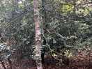 Woods