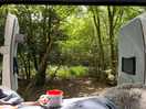 Waking up in the forest