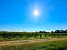 Surrounding vineyards