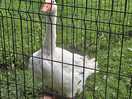 Grumpy goose! he's super cute