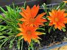 Beautiful flowers