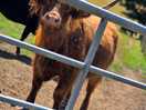 Highland bull