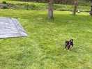Pitch area, grass well kept, lovely safe area for the kids to play in the evening