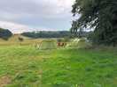 Cow watching!