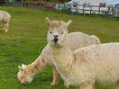 Beautiful alpacas
