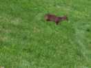 Saw deers