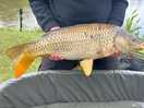 Nice size carp in mallard lake