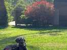Dottie enjoying her surroundings