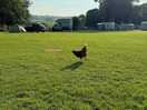 Our lovely chicken friend!