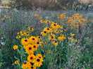 Wild flowers amongst the well tendered pitches.