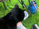 Friendly cat