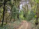Woodland walk