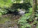 Woodland walk