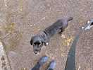 Kevin the campsite dog