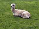 Llamas