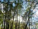 Sun via trees