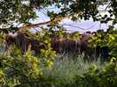 View from tent