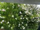 Flowers on our pitch
