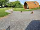 Chickens running out to see us off as we were getting in the car to leave. we almost didn't want to!
