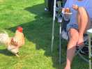 Greedy cockerel.