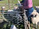 Fun with the lambs.