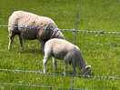 More sheep