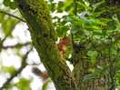 Squirrel in a tree by the hut