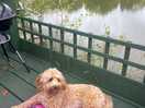 Teddy chilling outside our cabin :)