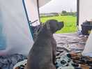 Luna in the tent.