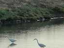 Little egrets