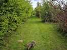 Dog walking area