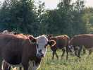 Cows