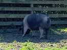 Friendliest pig on site