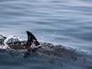 Dolphins on a trip to lunga.