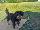 Mr hector