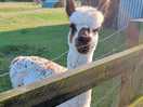 Lovely alpacas on sight
