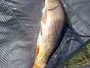 One of my lovely fish caught at pigeon cottage lakes