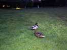 Wildlife, we found some friendly ducks