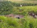 Field with the stream