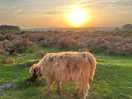 Bodmin highland