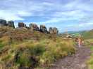 The roaches