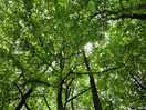 Canopy