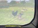 Chickens and ducks visiting