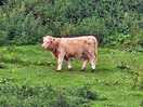 Highland cows