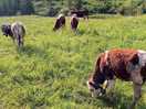 Beautiful cow bells