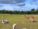 Llama field.