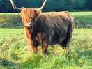 Free roaming mountain cows.